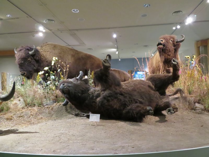 Representation of how the buffalo lived